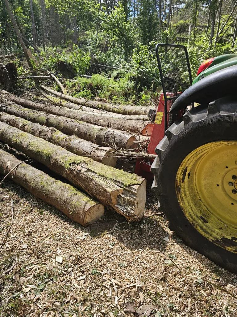 Softwood logs extracted and lined up in woodland ready for processing